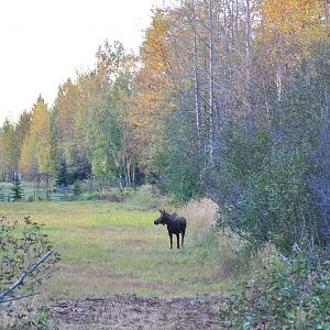 Moose - Alaska