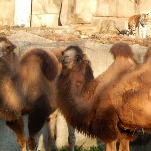 Oct. 2014 - Africa-Asia-South America - Bactrian Camels + Amur Tiger