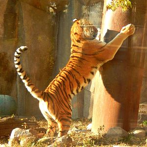 Oct. 2014 - Africa-Asia-South America - Amur Tiger