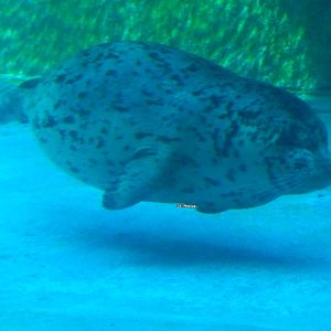 Oct. 2014 - North America - Baby Harbor Seal