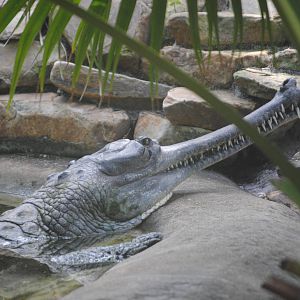 Gharial