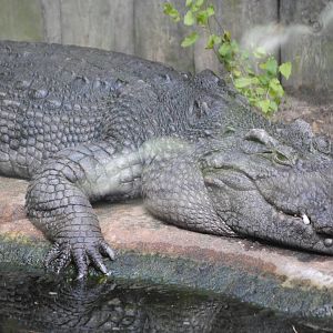 Siamese Crocodile