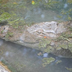 Mugger Crocodile