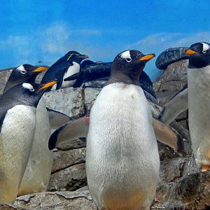 Oct. 2014 - Mahler Family Aviary - Gentoo Penguins