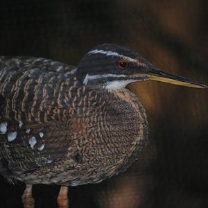 Sunbittern