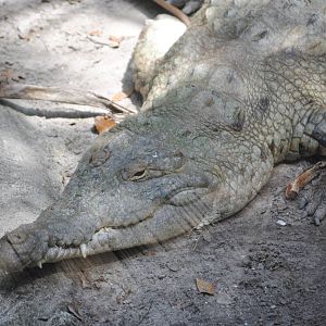 Orinoco Crocodile