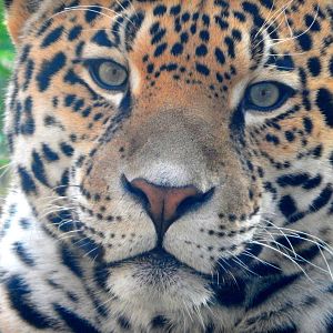 Oct. 2014 - Africa-Asia-South America - Jaguar