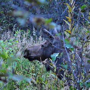 Moose - Alaska
