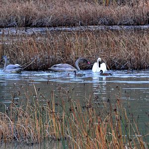 Trumpeter Swans and American Wigeons - Alaska