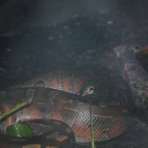 Malaysian Blood Python
