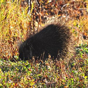 North American Porcupine - Alaska