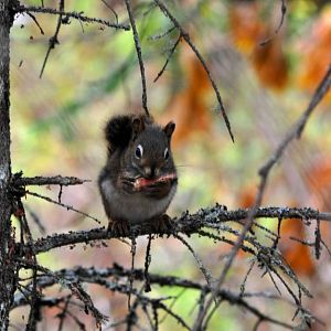 American Red Squirrel - Alaska