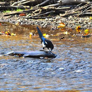 Black-billed Magpie and Salmon - Alaska