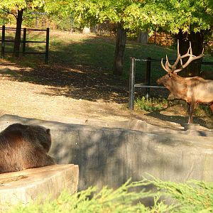 Oct. 2014 - North America - Grizzly Bear Watching the Elk