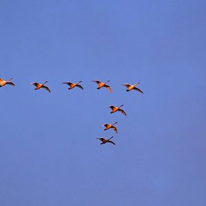 Trumpeter Swans - Alaska