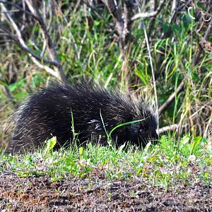 North American Porcupine - Alaska
