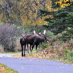 Moose - Alaska