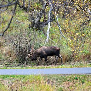 Moose - Alaska
