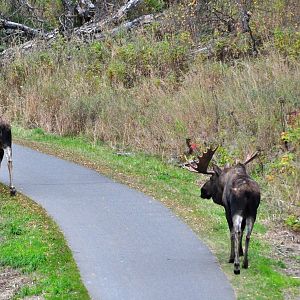 Moose - Alaska