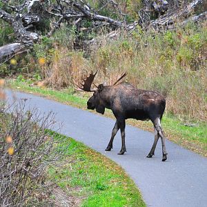 Moose - Alaska