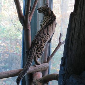 Clouded Leopard