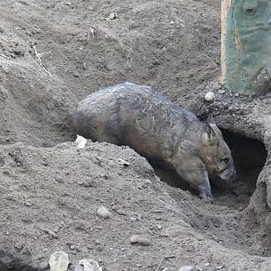 Southern Hairy-nosed Wombat