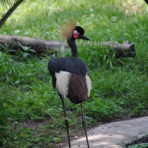 West African Crowned Crane