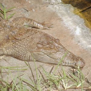 Philippine Crocodile