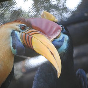 Sulawesi Knobbed Hornbill