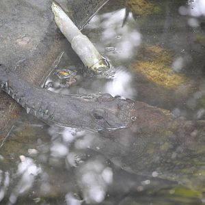 Australian Freshwater Crocodile