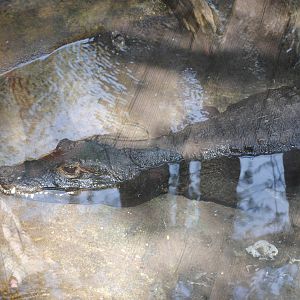 West African Dwarf Crocodile