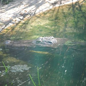West African Crocodile