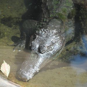 Spectacled Caiman