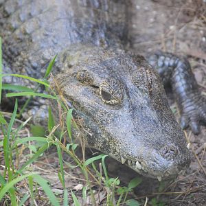Broad-Snouted Caiman