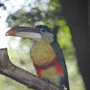 Curl-Crested Aracari