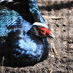 Edward's Pheasant