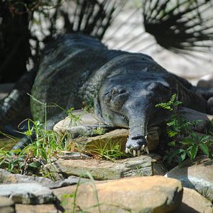 Gharial