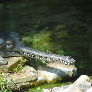 Gharial