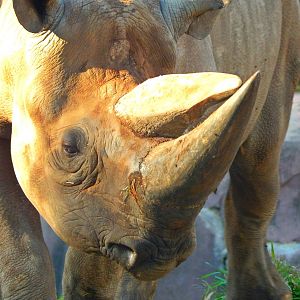 Oct. 2014 - Africa-Asia-South America - Eastern Black Rhinoceros