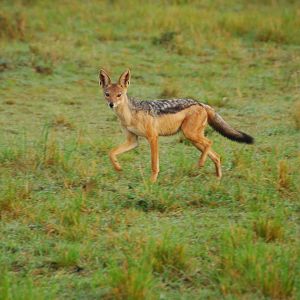 Black-backed Jackal - Masai Mara NR