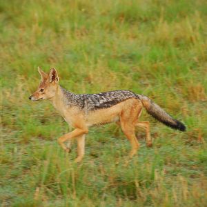 Black-backed Jackal - Masai Mara NR