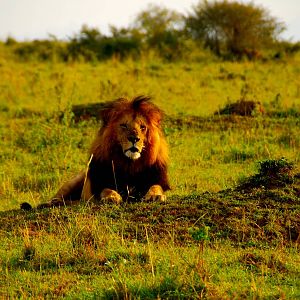 Big Daddy - Masai Mara NR