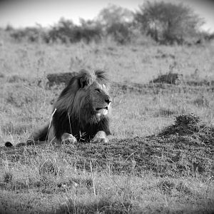 Big Daddy - Masai Mara NR