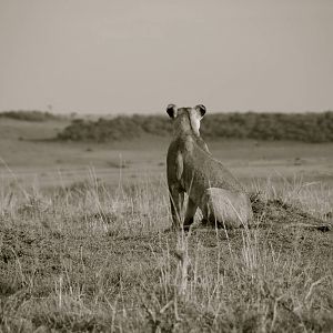 Scouring the Plains - Masai Mara NR