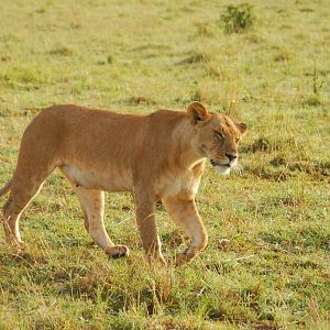 Lioness - Masai Mara NR