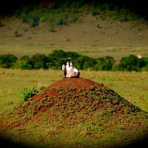 Vulture on Termite Hill - Masai Mara NR