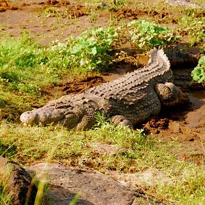 Nile Crocodile - Masai Mara NR