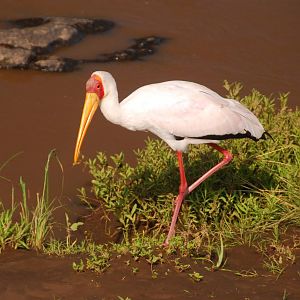 Yellow-Billed Stork - Masai Mara NR