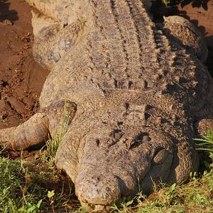 Nile Crocodile - Masai Mara NR