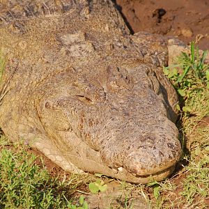 Nile Crocodile - Masai Mara NR